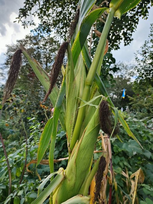 Декоративна кукурудза різних сортів