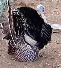 vendo perús do campo,  carne de primeira, para o Natal