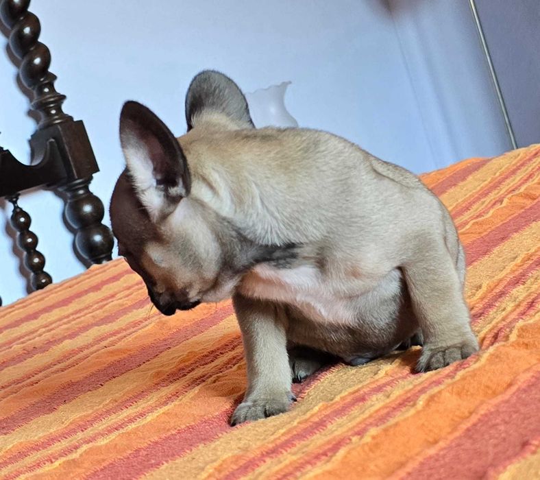 Bulldog francês   nascido a 11/8/2025
