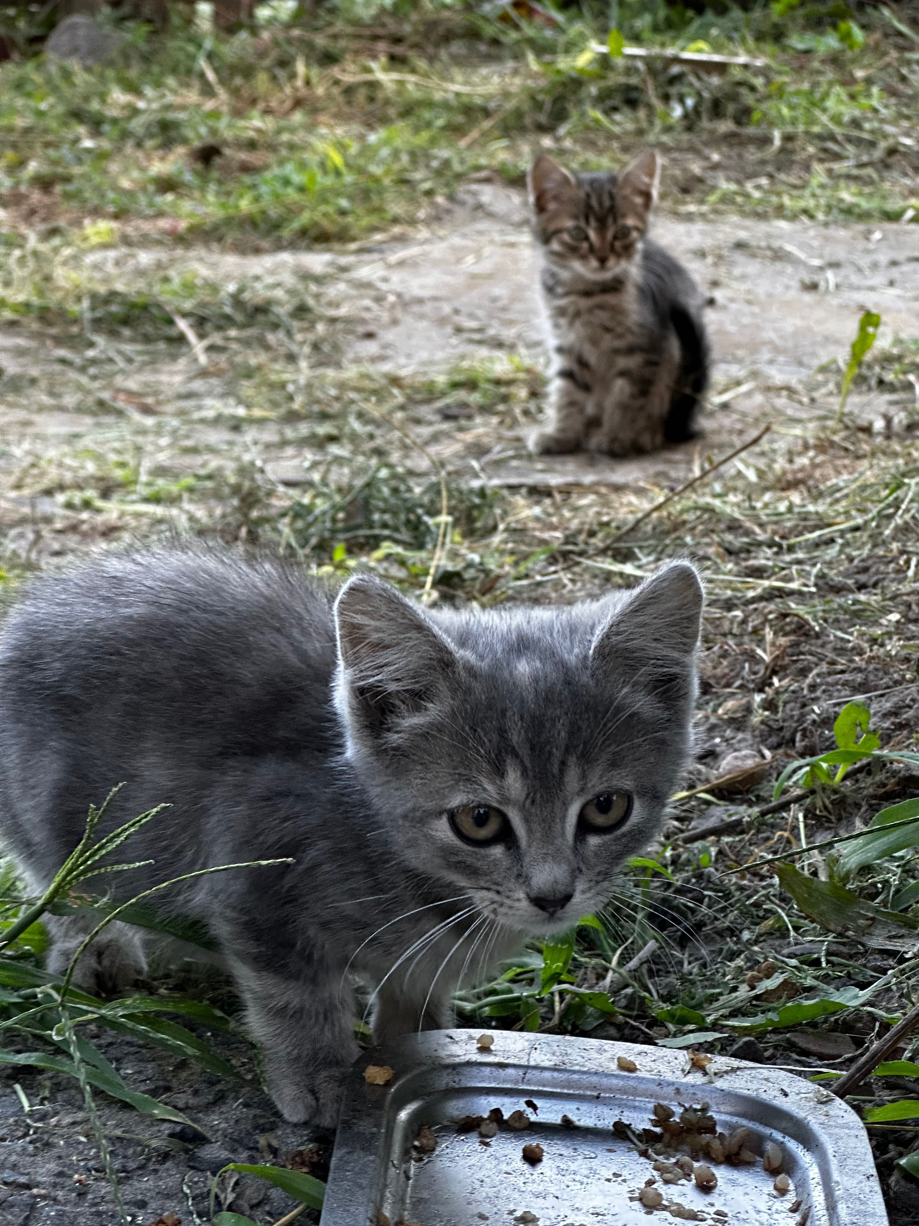 Кошенята шукають дім