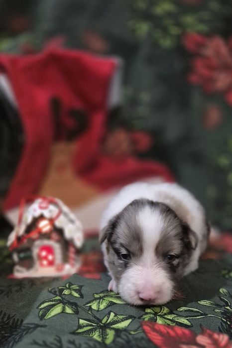 Border collie suczka blue merle