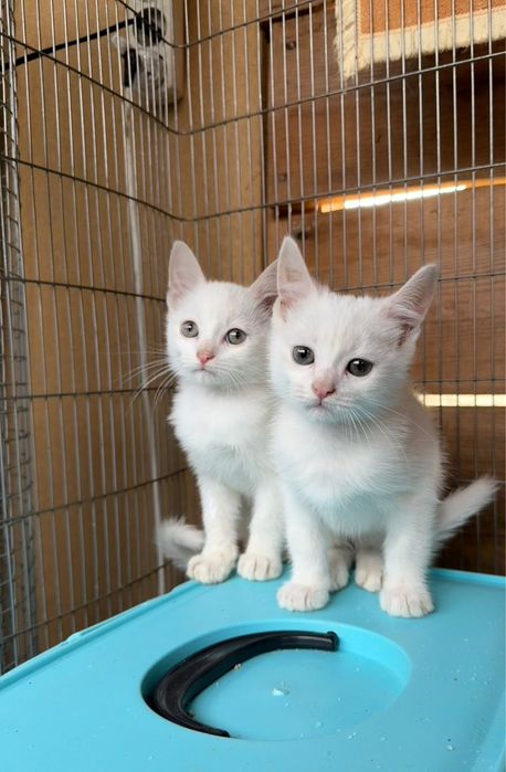 Gatinhos para adoção responsável