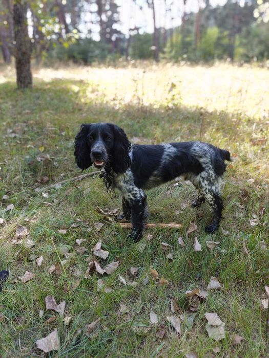 Спаніель РОС кобель з документами. В'язка