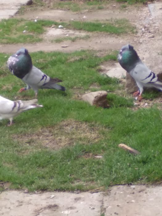 Sprzedam gołębie ozdobne