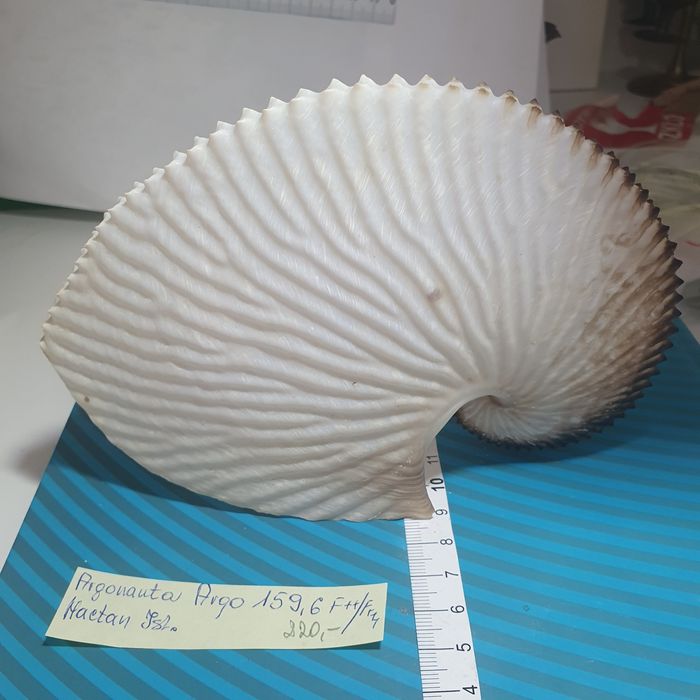 Muszla Argonaute argo