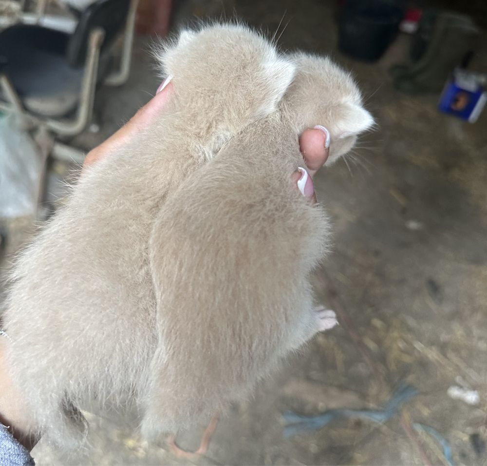 Gatinhas para adoçao