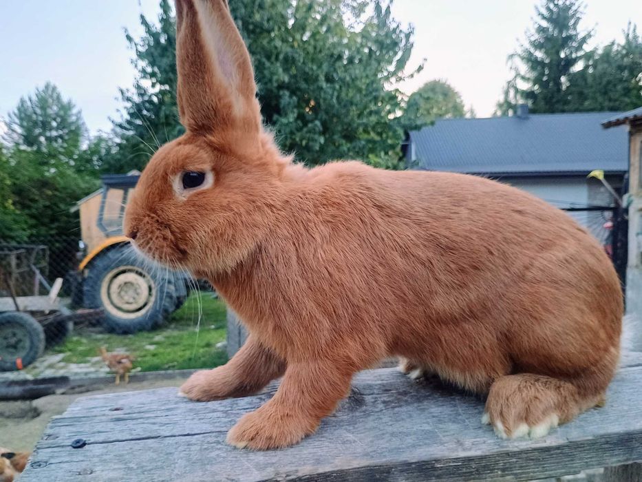 Sprzedam samczyki Nowozelandzkie czerwone