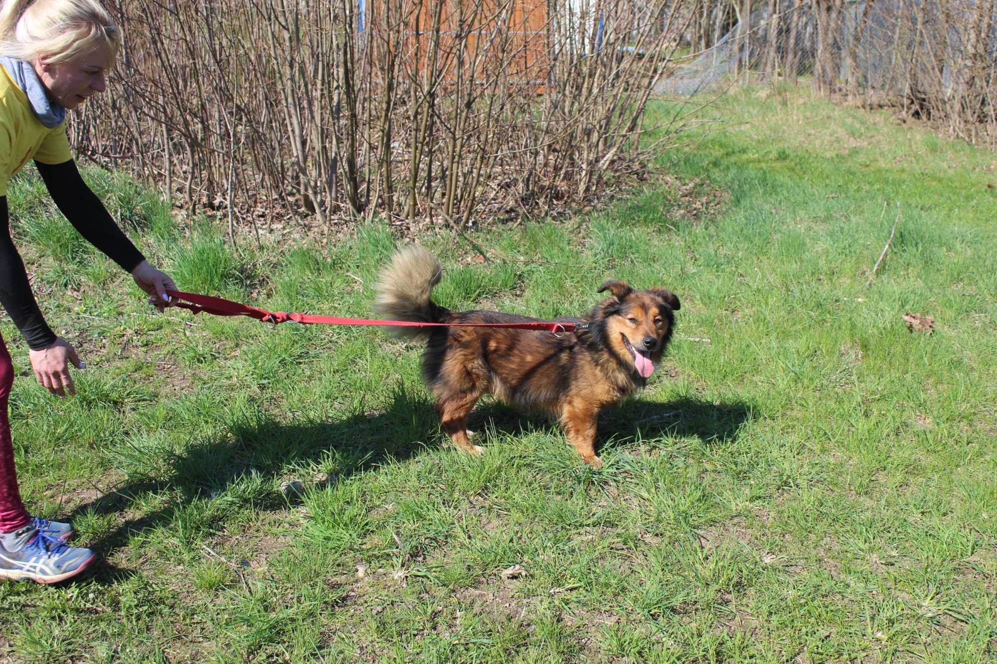 Stiwi czeka na troskliwy domek