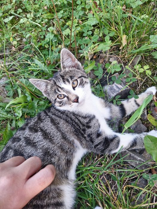 oddam kotkę w dobre ręce!!