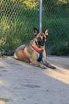 Ell w typie belga do adopcji!