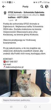 Kotka znaleziona w sławoszynie