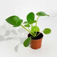 Pilea peperomioides, planta natural