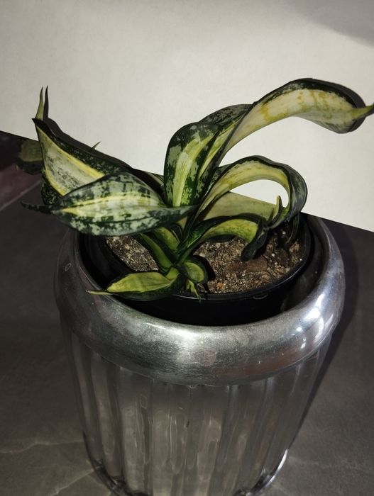 Sansevieria Spiral Star sansevieria hahniiSilver Frost