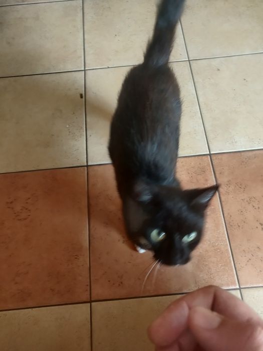 Oddam łowną kotkę oswojona z dziećmi