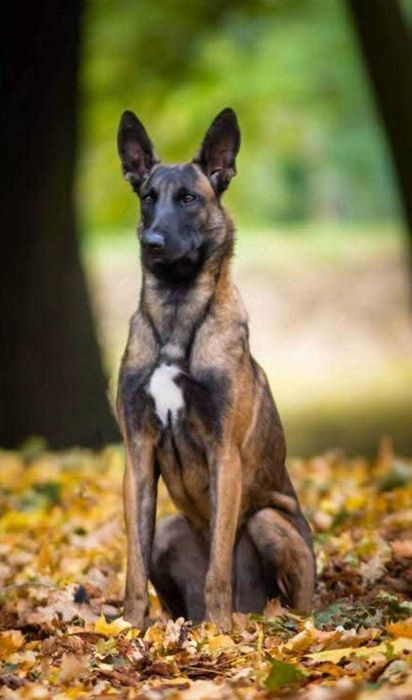 Owczarek Belgijski Malinois Piesek FCI