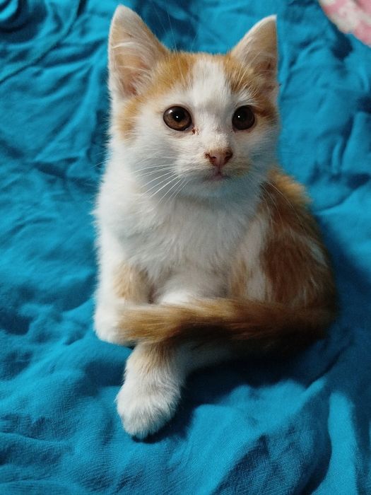 хлопчик безкоштовно