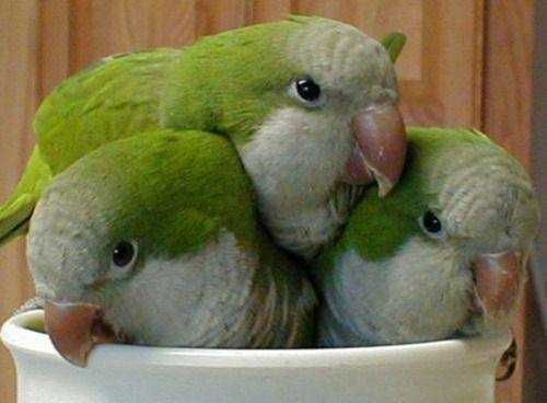 Папуги Квакери дуже доброзичливі