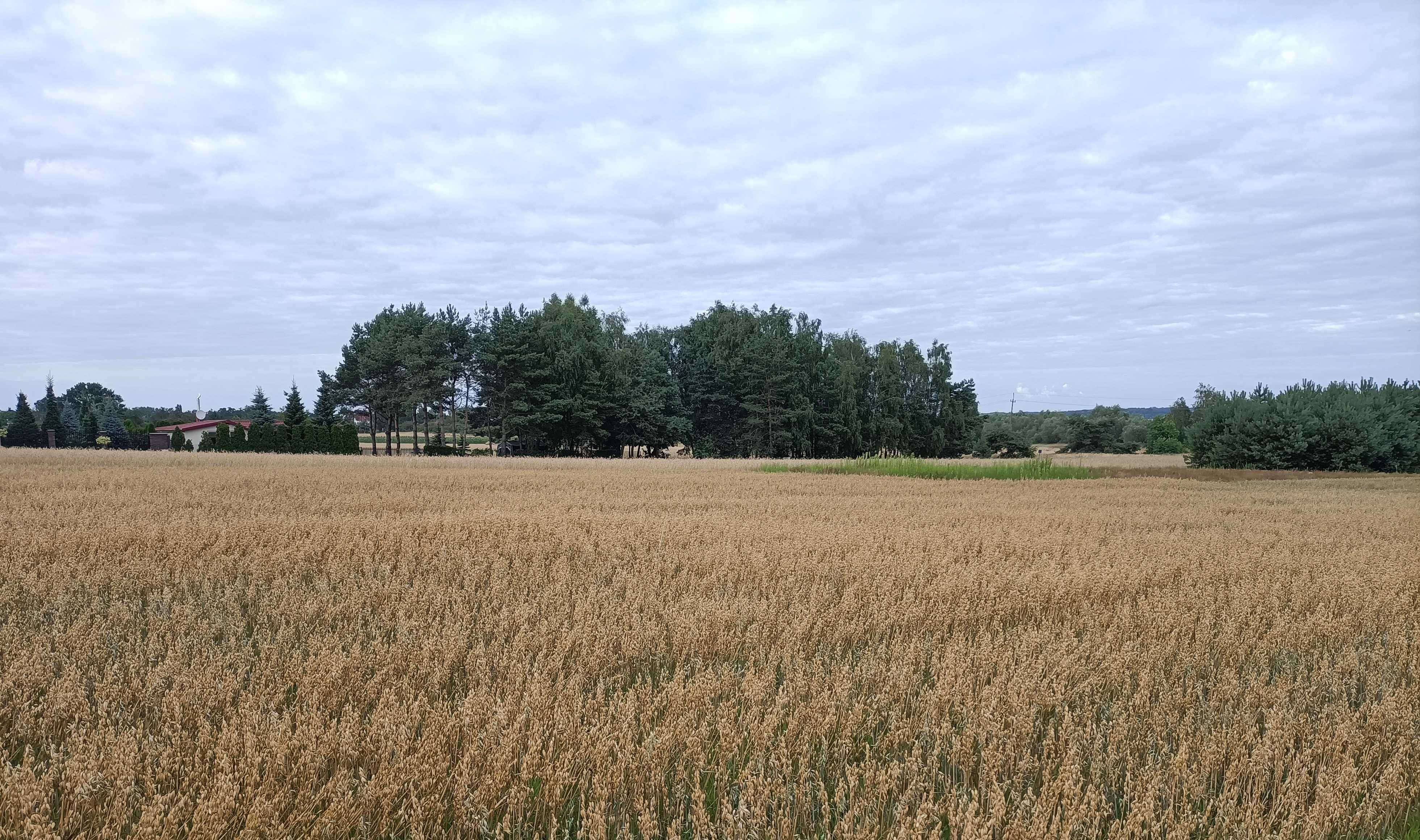 Działka rekreacyjna nad zalewem Jeziorsko z Warunkami Zabudowy