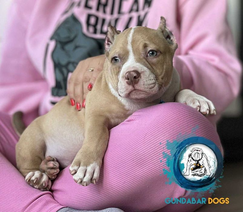 American Bully ABKC Gundabar Dogs
