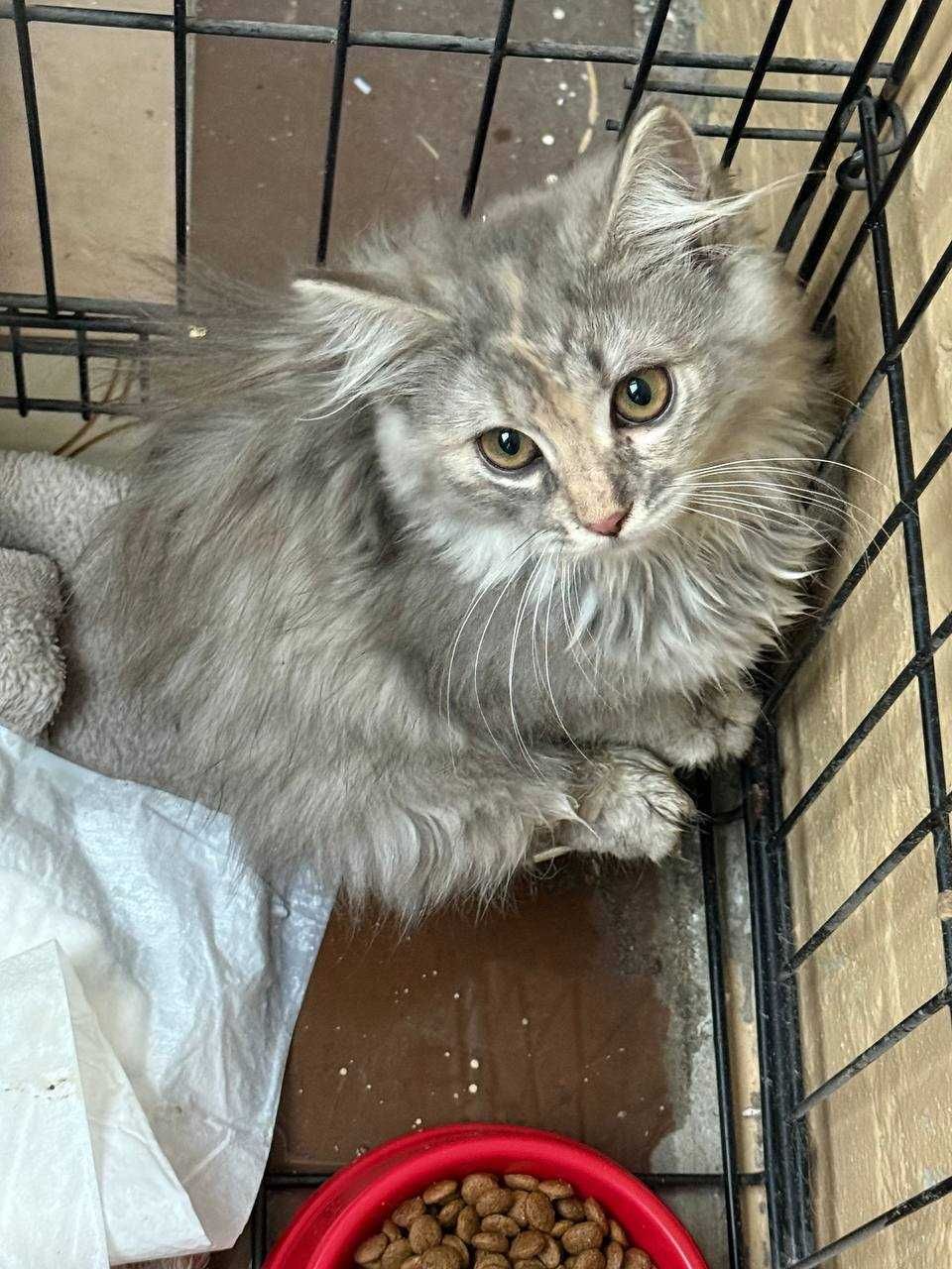 Кошеня котик кіт