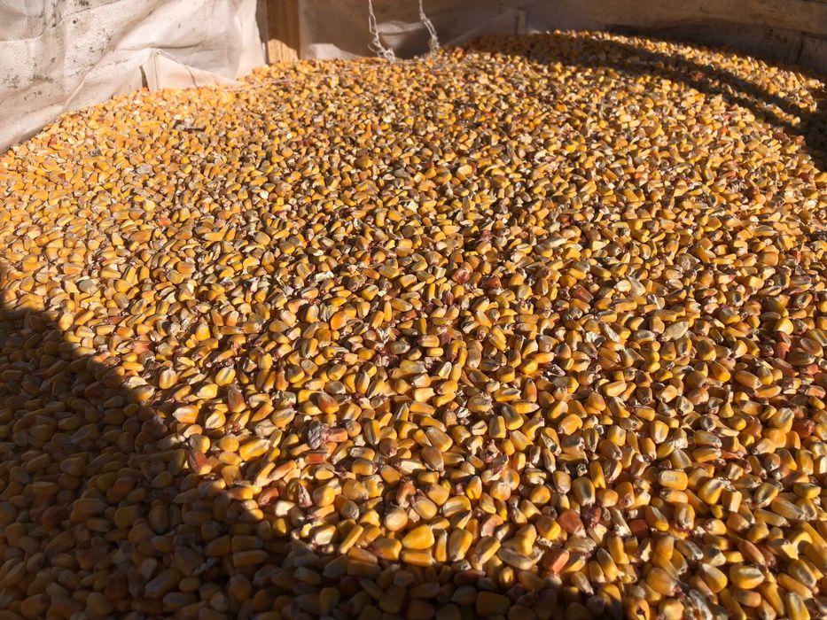 Milho amarelo seco