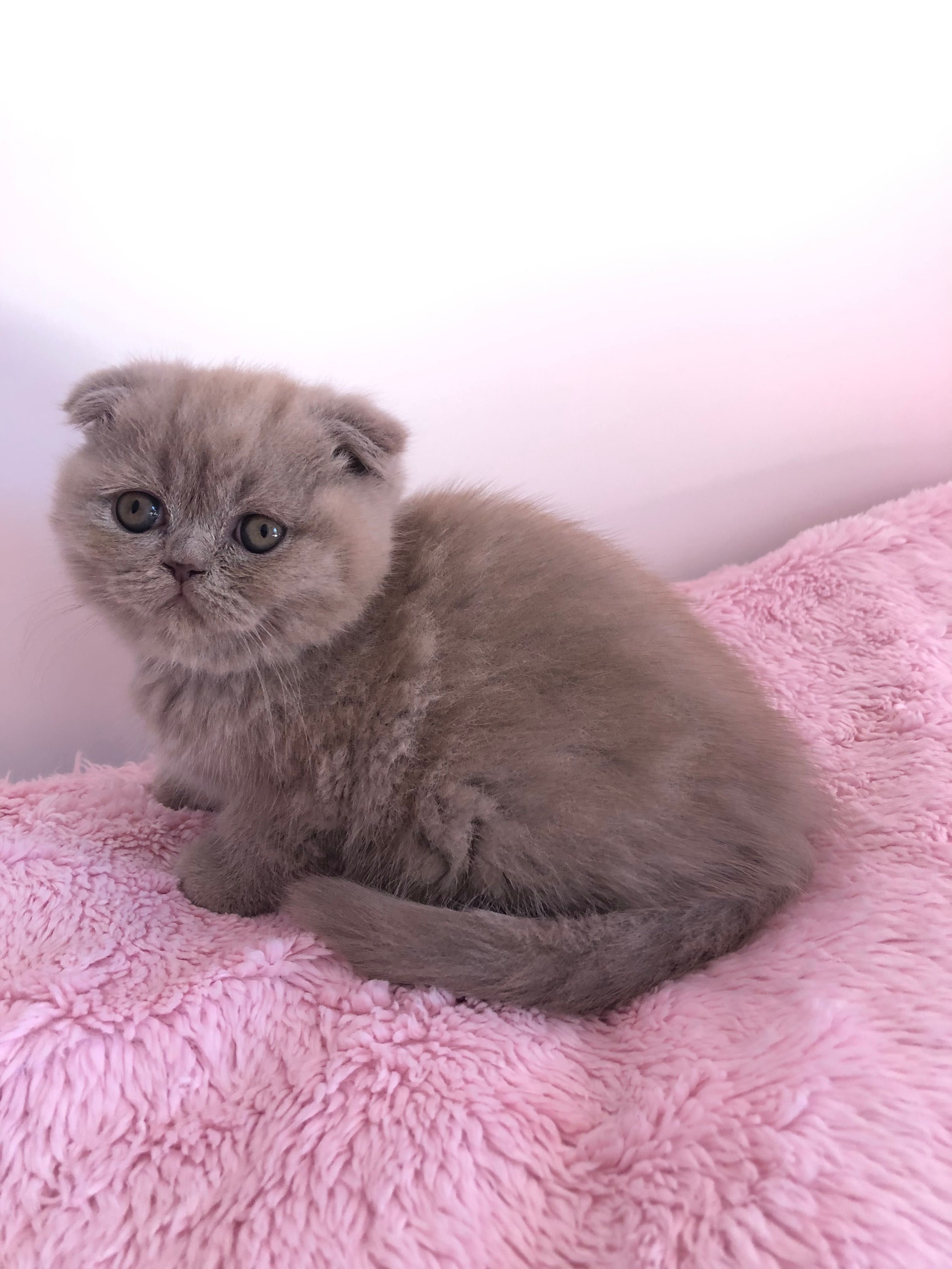 Fêmea Scottish Fold Lilac