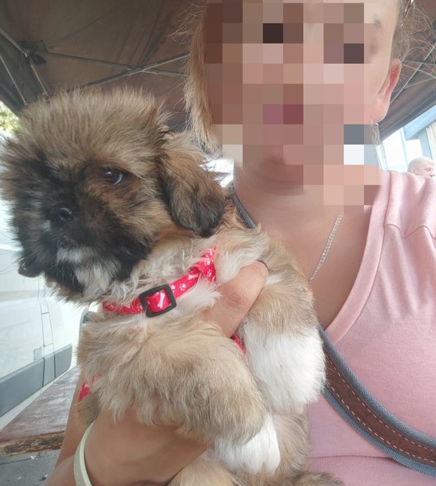 Shih tzu gotowa do odbioru