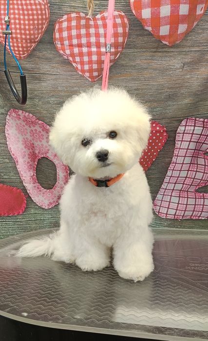 Słodziak Bichon frise chłopak  FCI po utytułowanych rodzicach