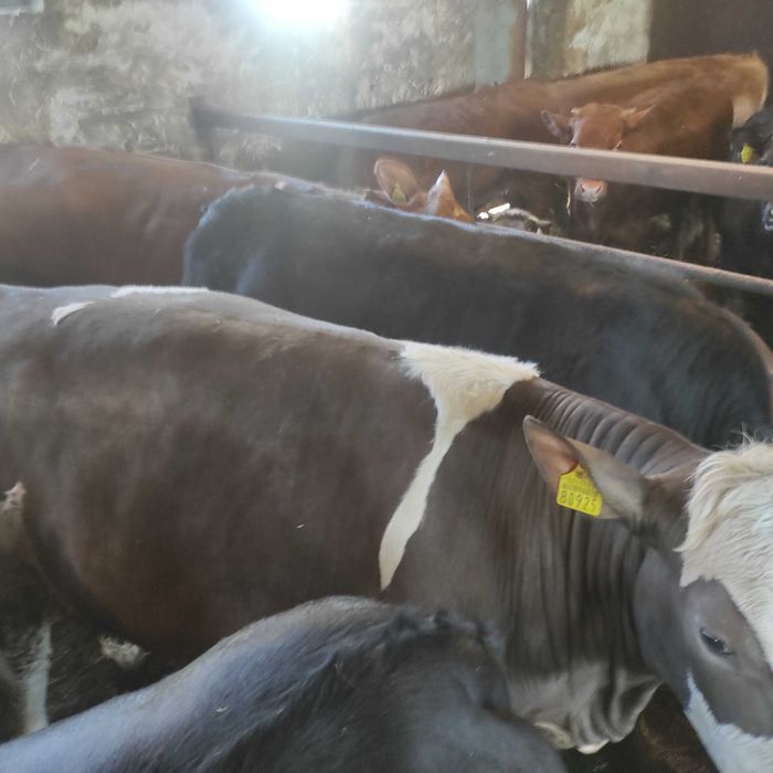 Sprzedam jałówkę mięsną krowę ok. 600kg simental,limousine czarna,17zł