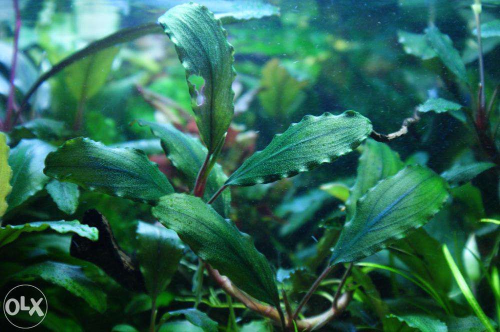 Bucephalandra ShineBlue Piękne sadzonki!