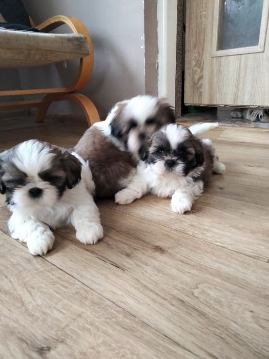 Szczeniaczki shihtzu