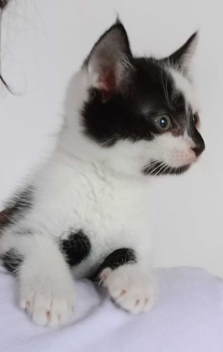 Плямистий котик шукає дім!