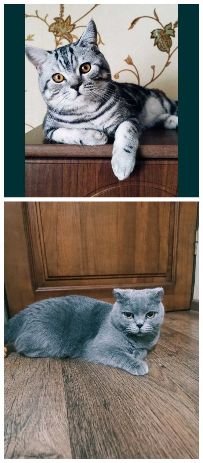 Продам висловухих кошенят