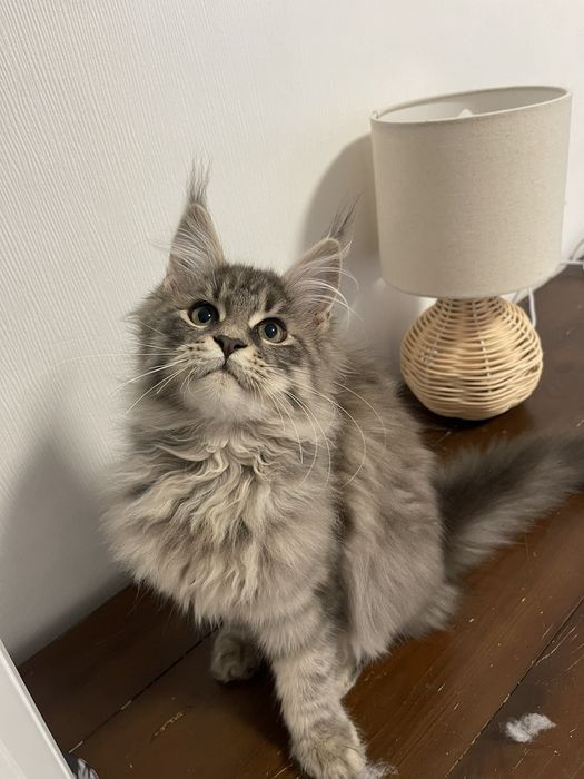 Мейн-Кун  дівчинка сріблястий таббі