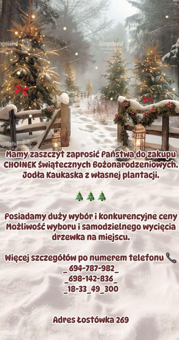 CHOINKI BOŻONARODZENIOWE _ Jodła kaukaska‼️ Duży wybór