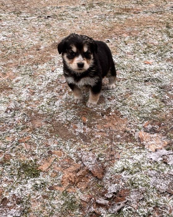 Szczeniaki do oddania za darmo