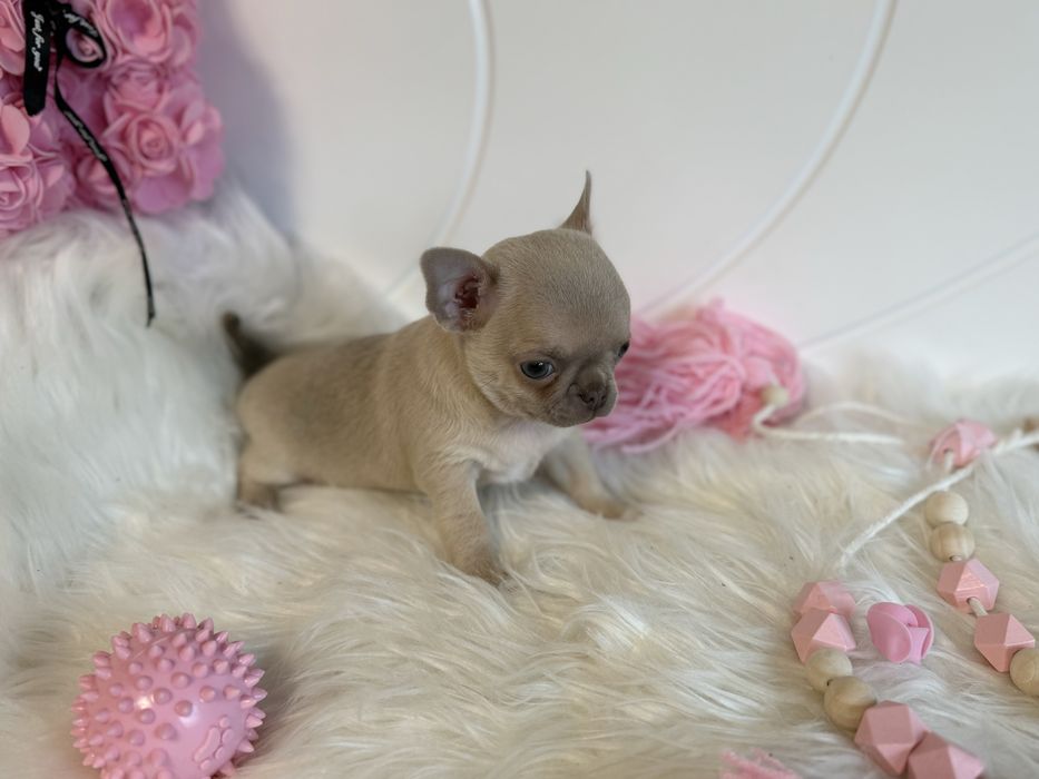 Chihuahua sliczny chlopczyk