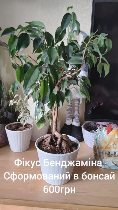 Продаю свої рослини