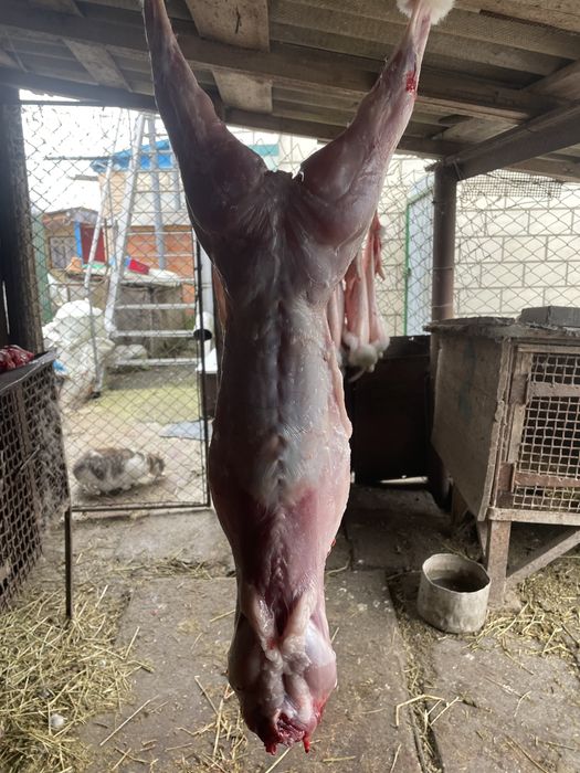 Продам м‘ясо кролика ,викормлені на натуральних кормах