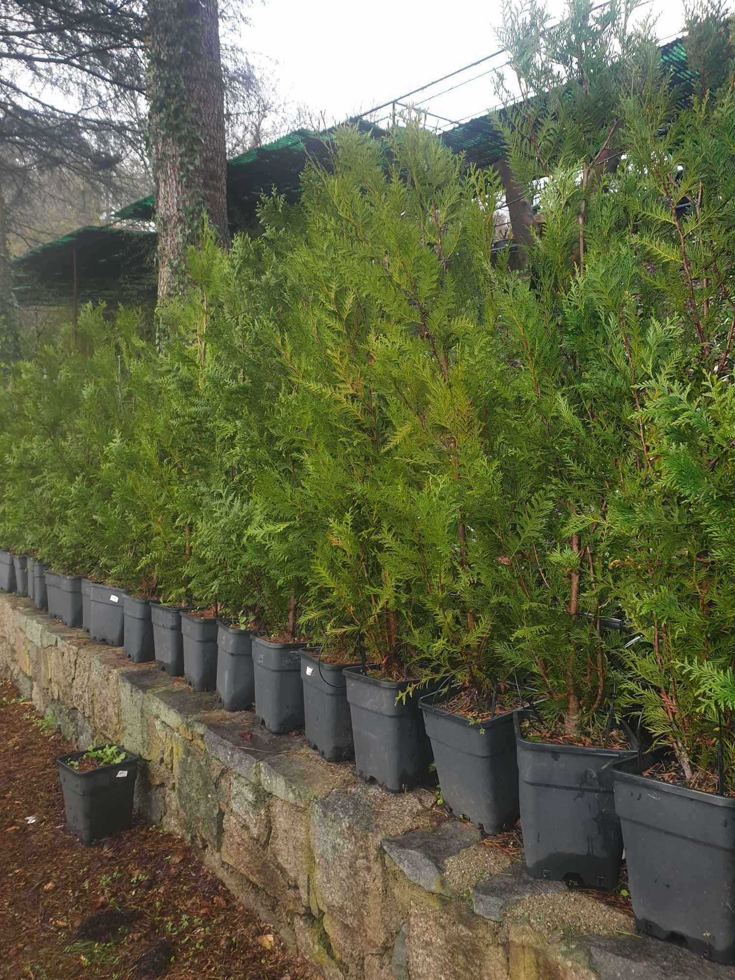 Thuja Atrovirens 1,25m/1,50m (usado para vedação).