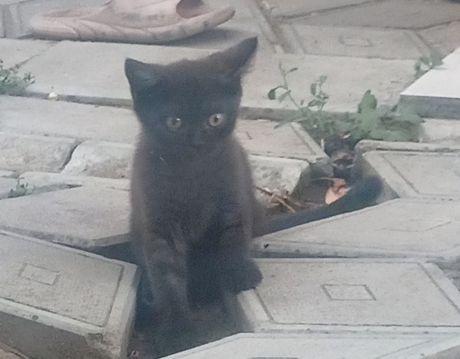 Шотландська кішка кошеня прямоуха