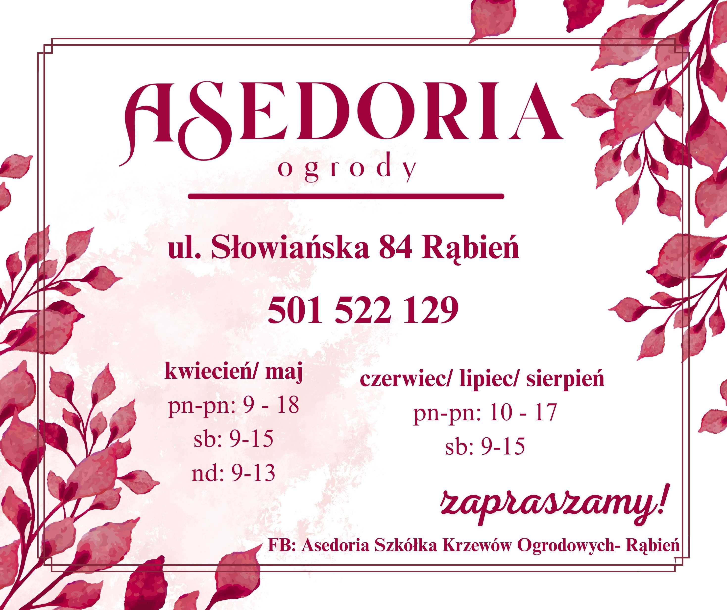 Werbena patagońska – duże sadzonki 2L PRODUCENT miododajna