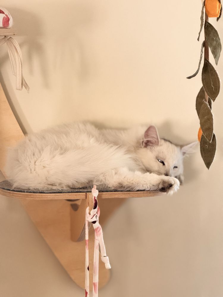 Kocurek Maine Coon  opcja hodowlana rodowod FPL /FIFA opcja hodowlana