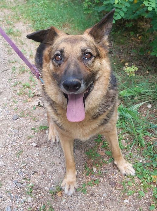 Jestem Kobra i czekam na dom!