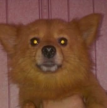 Потерялась собака