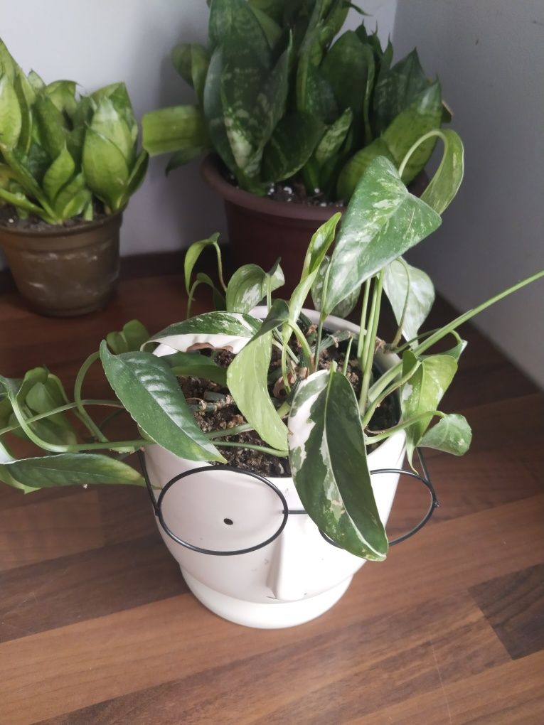 Epipremnum pinnatum variegata