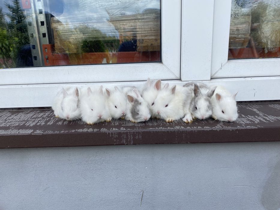 Królik miniaturka Radom