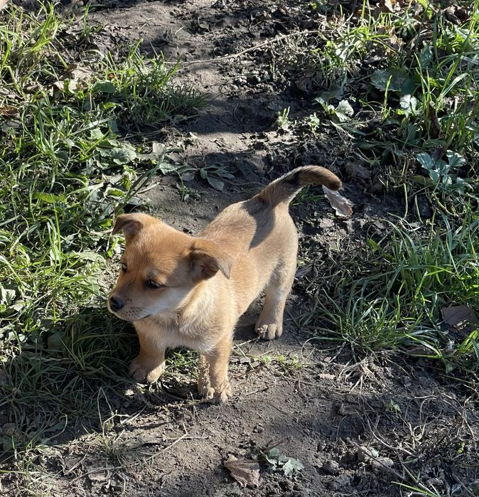 Oddam szczeniaki w dobre ręce