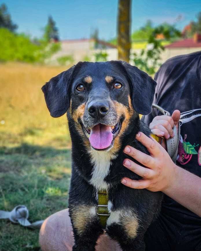 Fenomenalny, niesamowicie proludzki, aktywny psiak do adopcji!