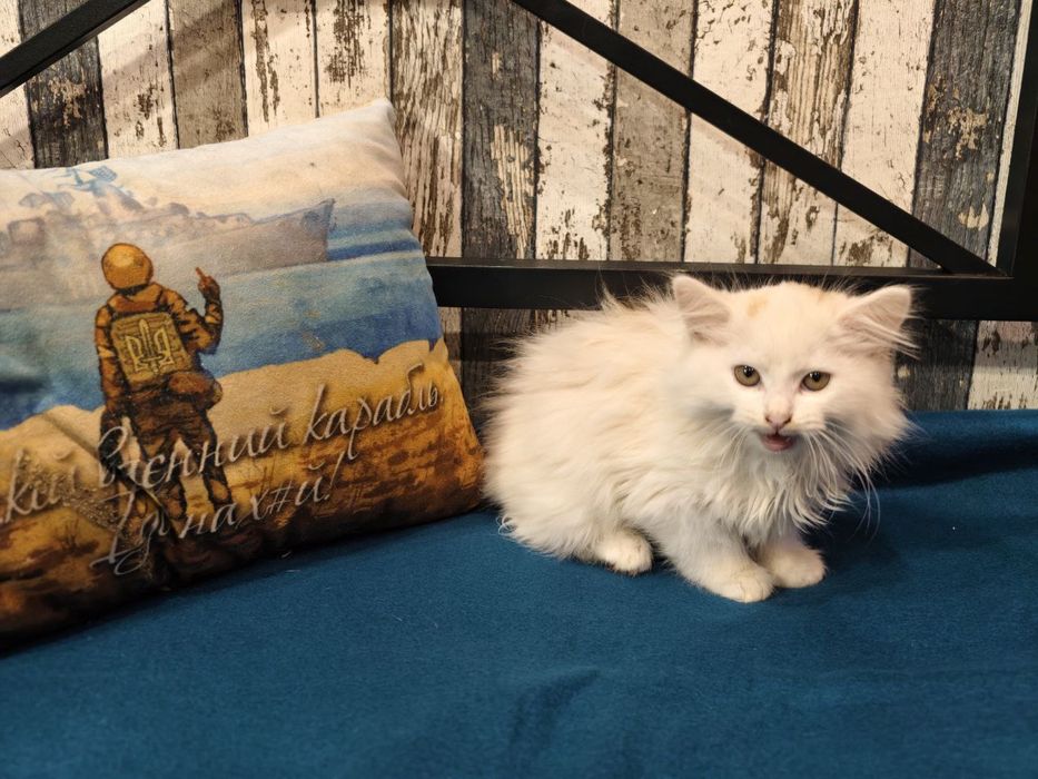 Найкращі кошенята шукають люблячі родини